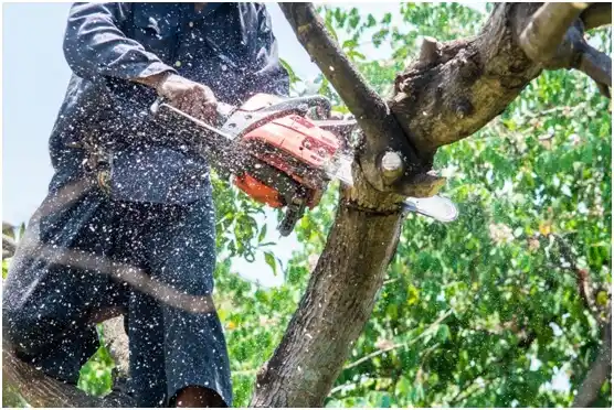 tree services Wyndham